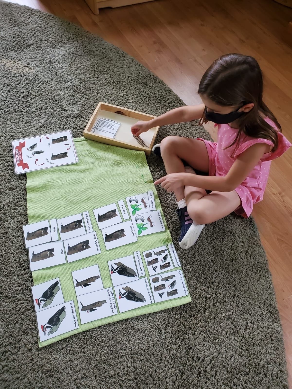 Paoli Campus: A child learning the life cycle of a woodpecker by matching the 3 part cards. Children learn to appreciate all living things around them through t